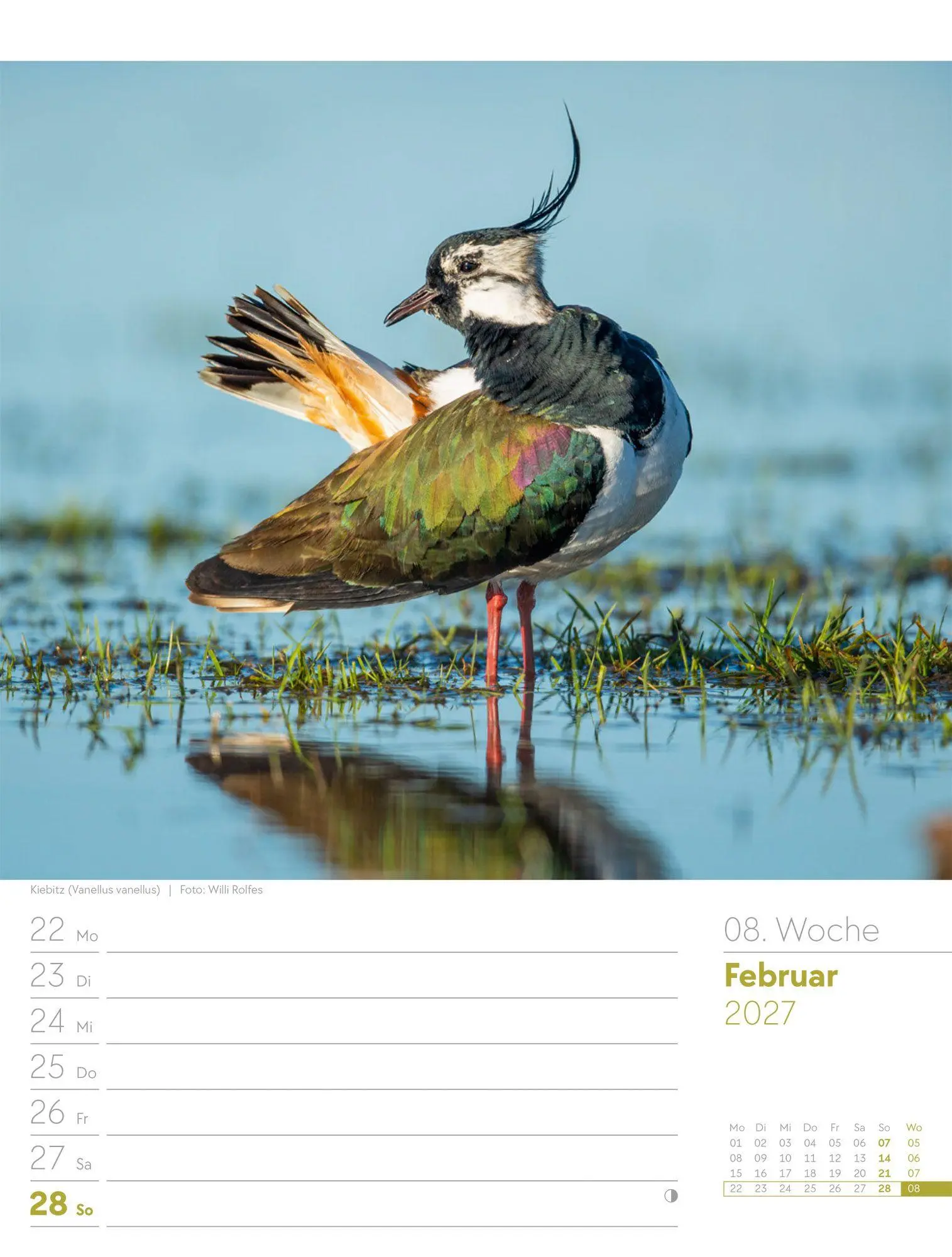 Bild: 9783838437286 | Vögel Wochenplaner Kalender 2027 | Ackermann Kunstverlag GmbH | 56 S.