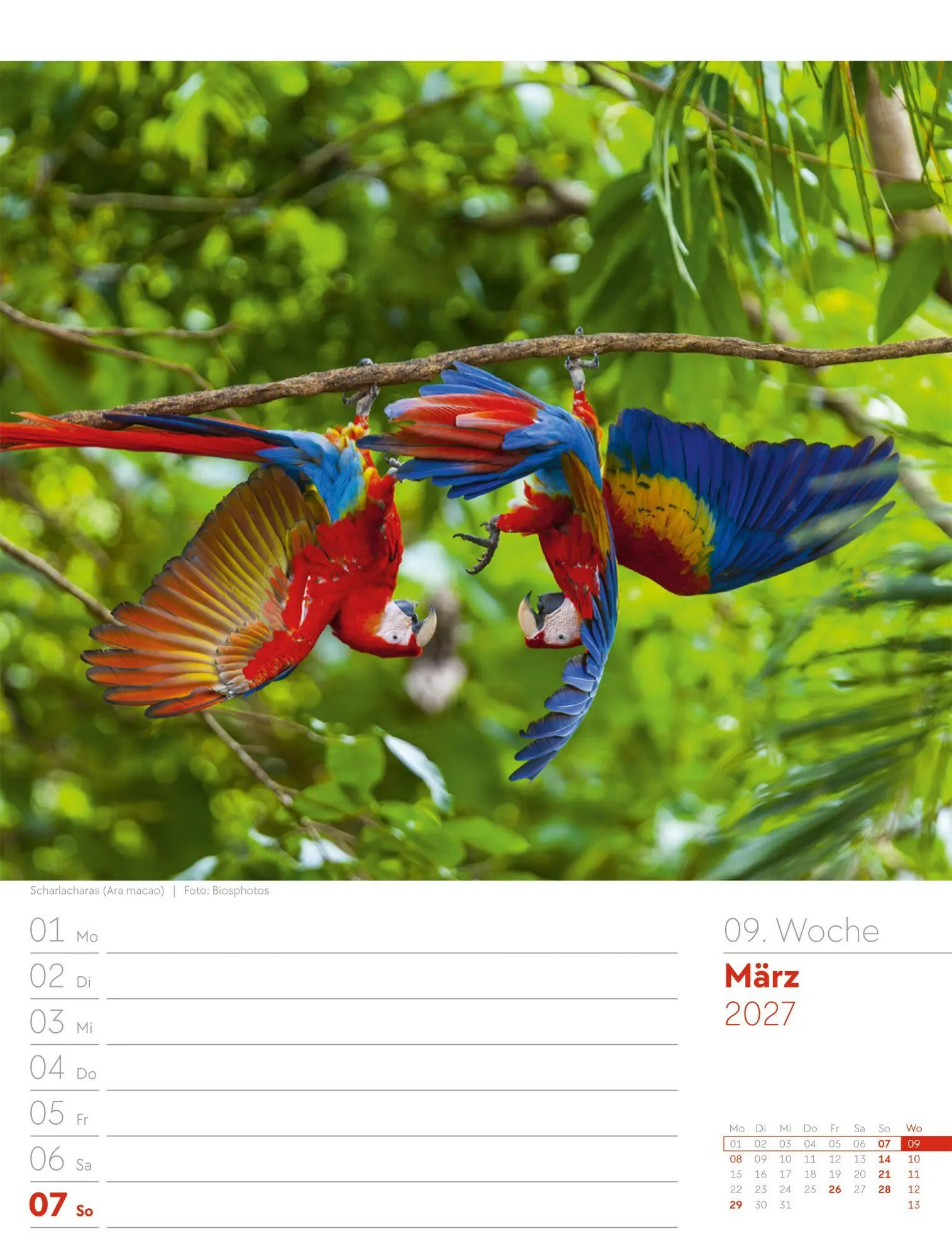 Bild: 9783838437286 | Vögel Wochenplaner Kalender 2027 | Ackermann Kunstverlag GmbH | 56 S.