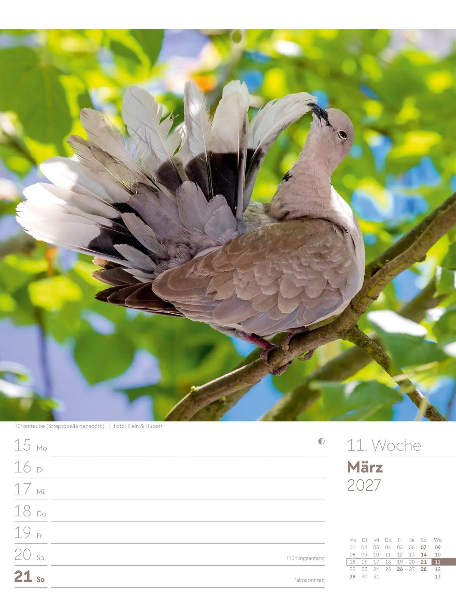 Bild: 9783838437286 | Vögel Wochenplaner Kalender 2027 | Ackermann Kunstverlag GmbH | 56 S.