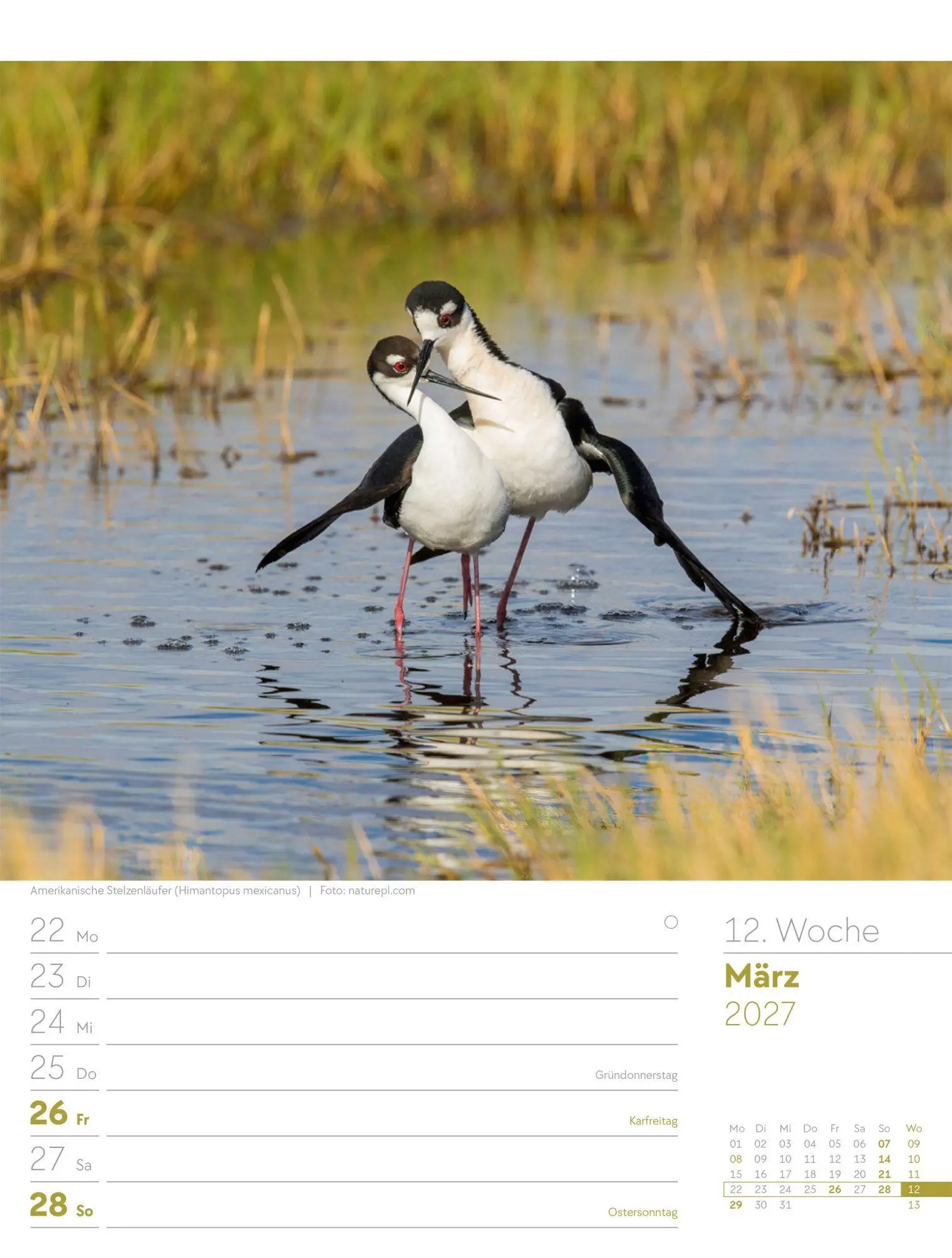 Bild: 9783838437286 | Vögel Wochenplaner Kalender 2027 | Ackermann Kunstverlag GmbH | 56 S.