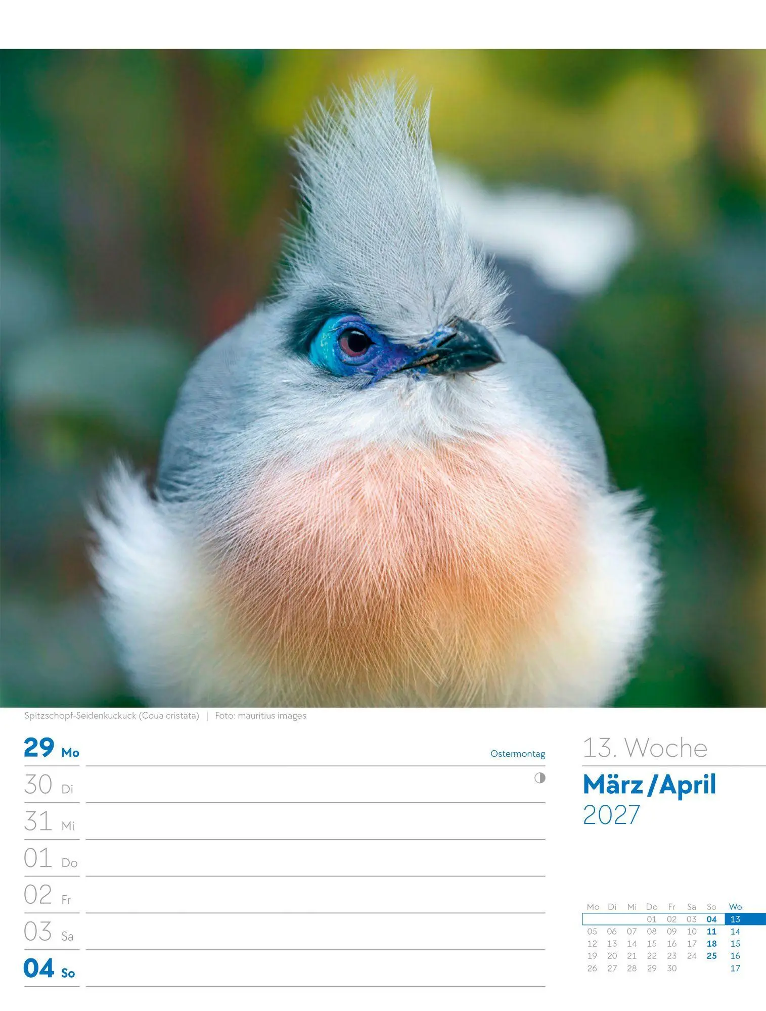 Bild: 9783838437286 | Vögel Wochenplaner Kalender 2027 | Ackermann Kunstverlag GmbH | 56 S.