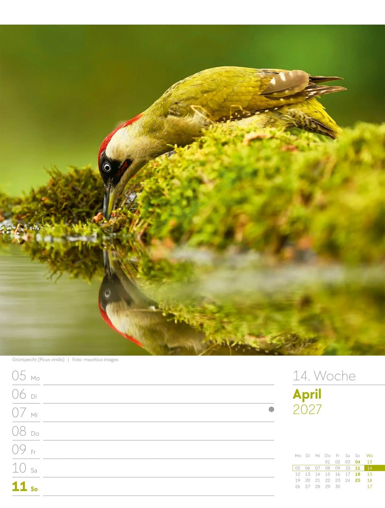 Bild: 9783838437286 | Vögel Wochenplaner Kalender 2027 | Ackermann Kunstverlag GmbH | 56 S.