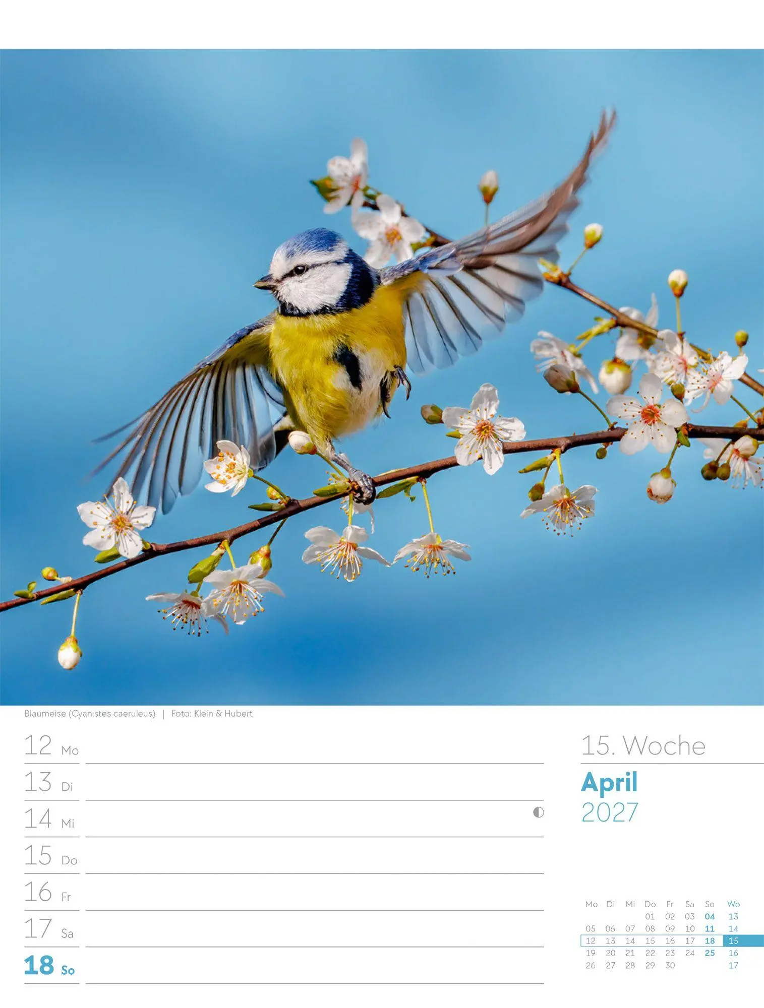Bild: 9783838437286 | Vögel Wochenplaner Kalender 2027 | Ackermann Kunstverlag GmbH | 56 S.