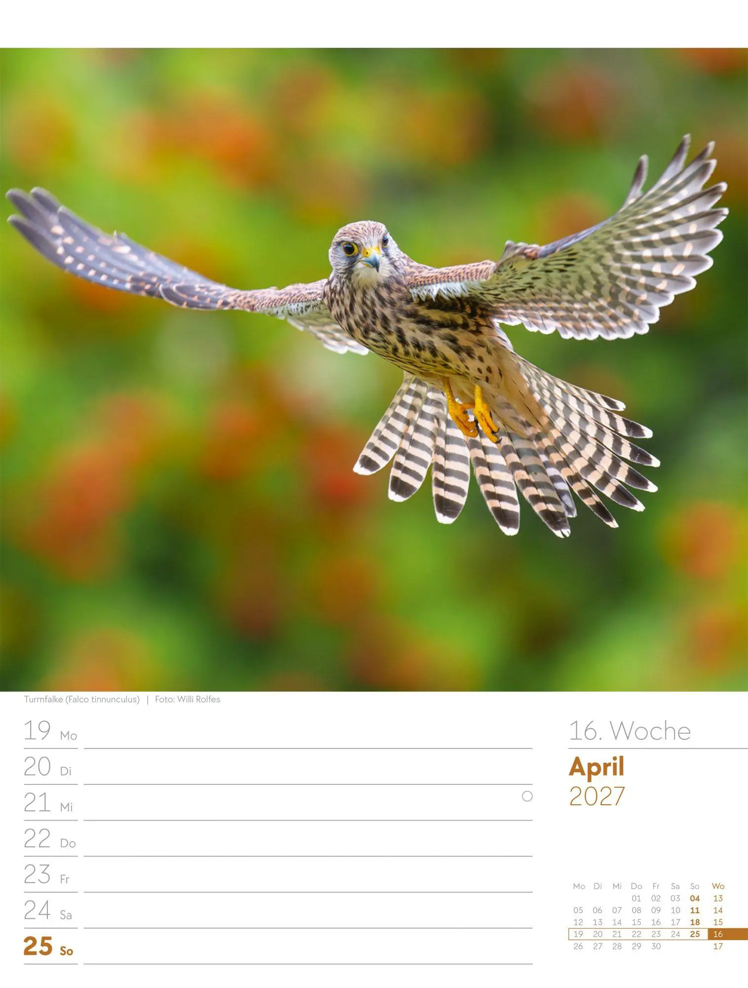 Bild: 9783838437286 | Vögel Wochenplaner Kalender 2027 | Ackermann Kunstverlag GmbH | 56 S.
