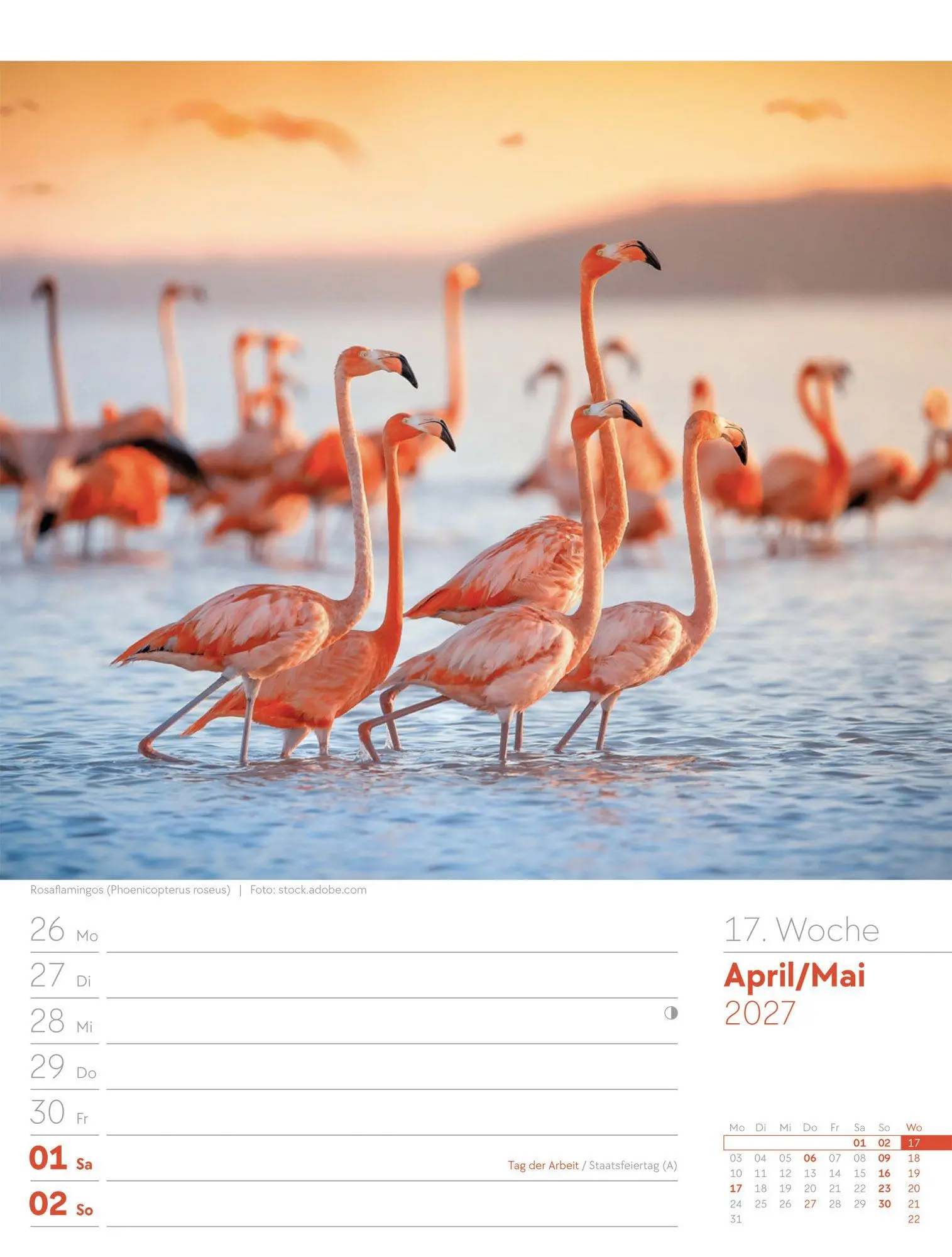 Bild: 9783838437286 | Vögel Wochenplaner Kalender 2027 | Ackermann Kunstverlag GmbH | 56 S.