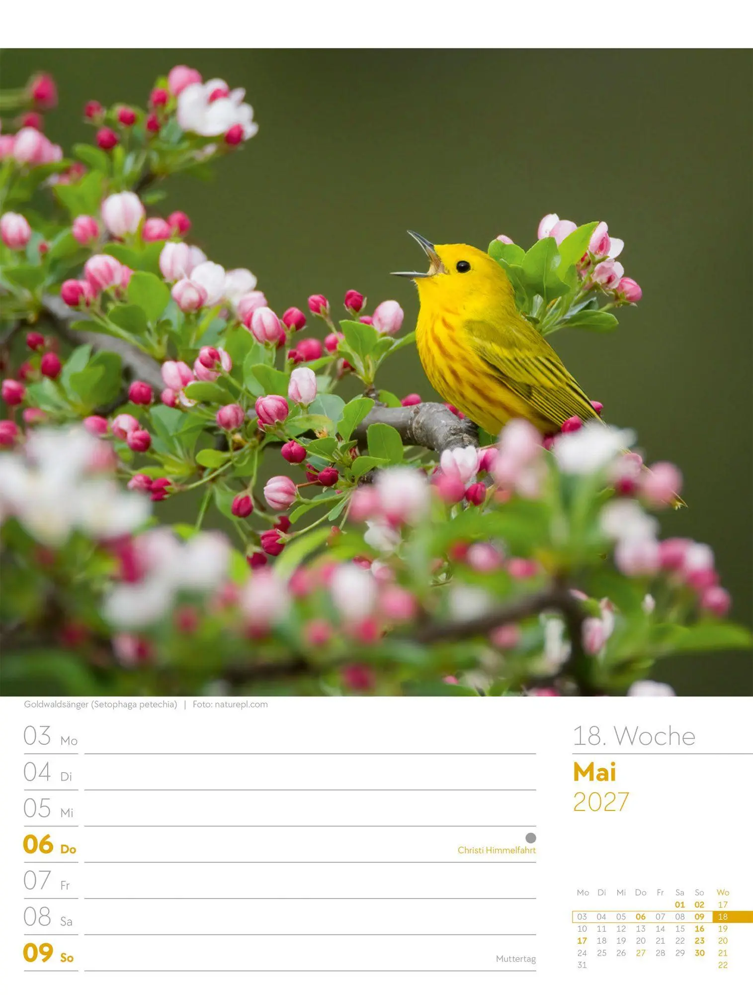 Bild: 9783838437286 | Vögel Wochenplaner Kalender 2027 | Ackermann Kunstverlag GmbH | 56 S.