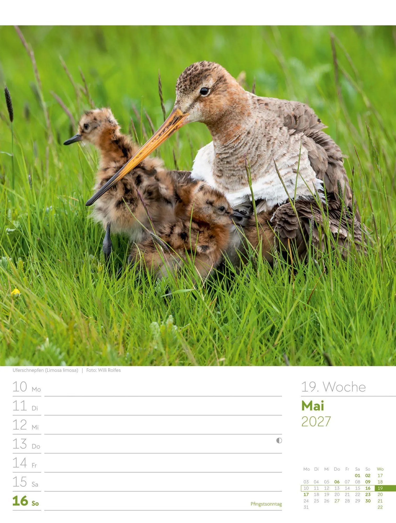 Bild: 9783838437286 | Vögel Wochenplaner Kalender 2027 | Ackermann Kunstverlag GmbH | 56 S.