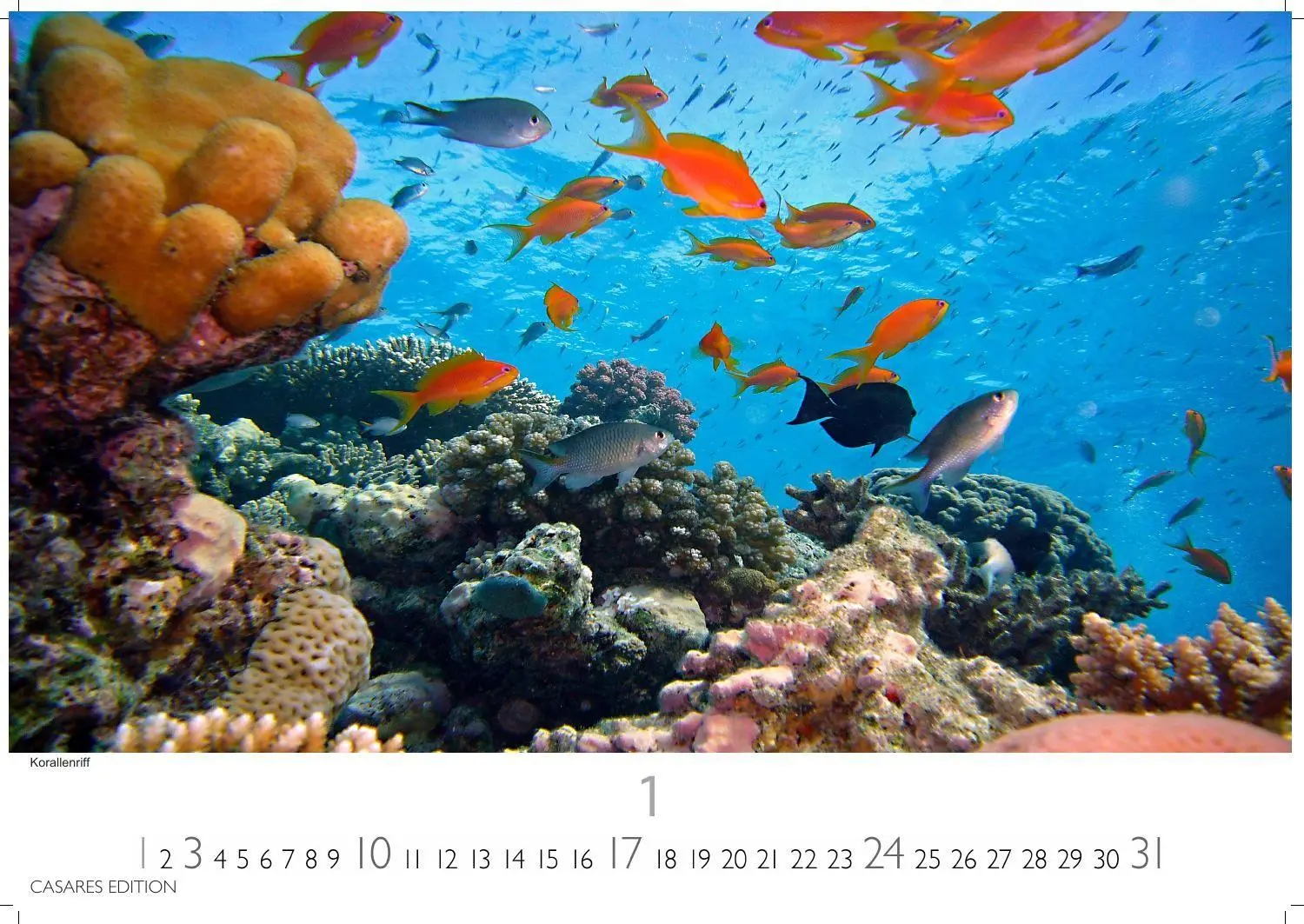 Bild: 9781835247686 | Unterwasserwelten Kalender 2027 - Wandkalender Fotokalender...