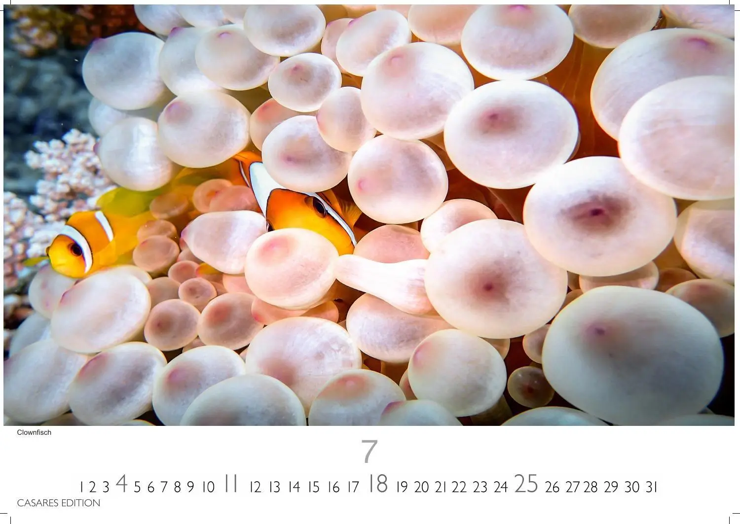 Bild: 9781835247686 | Unterwasserwelten Kalender 2027 - Wandkalender Fotokalender...
