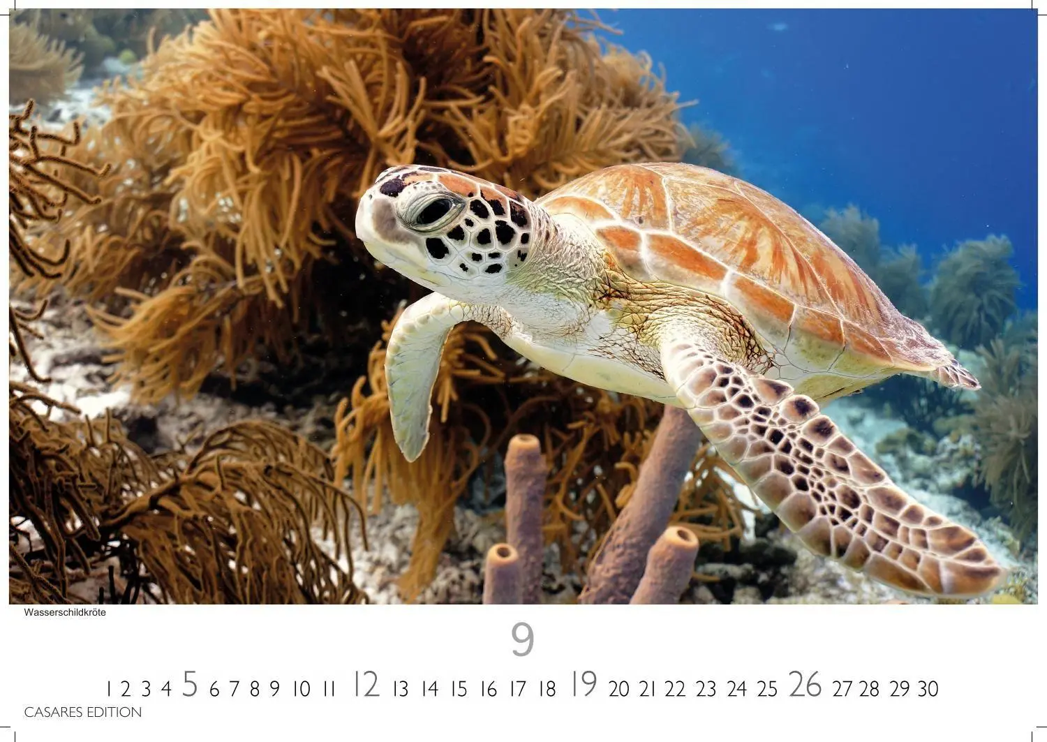 Bild: 9781835247686 | Unterwasserwelten Kalender 2027 - Wandkalender Fotokalender...