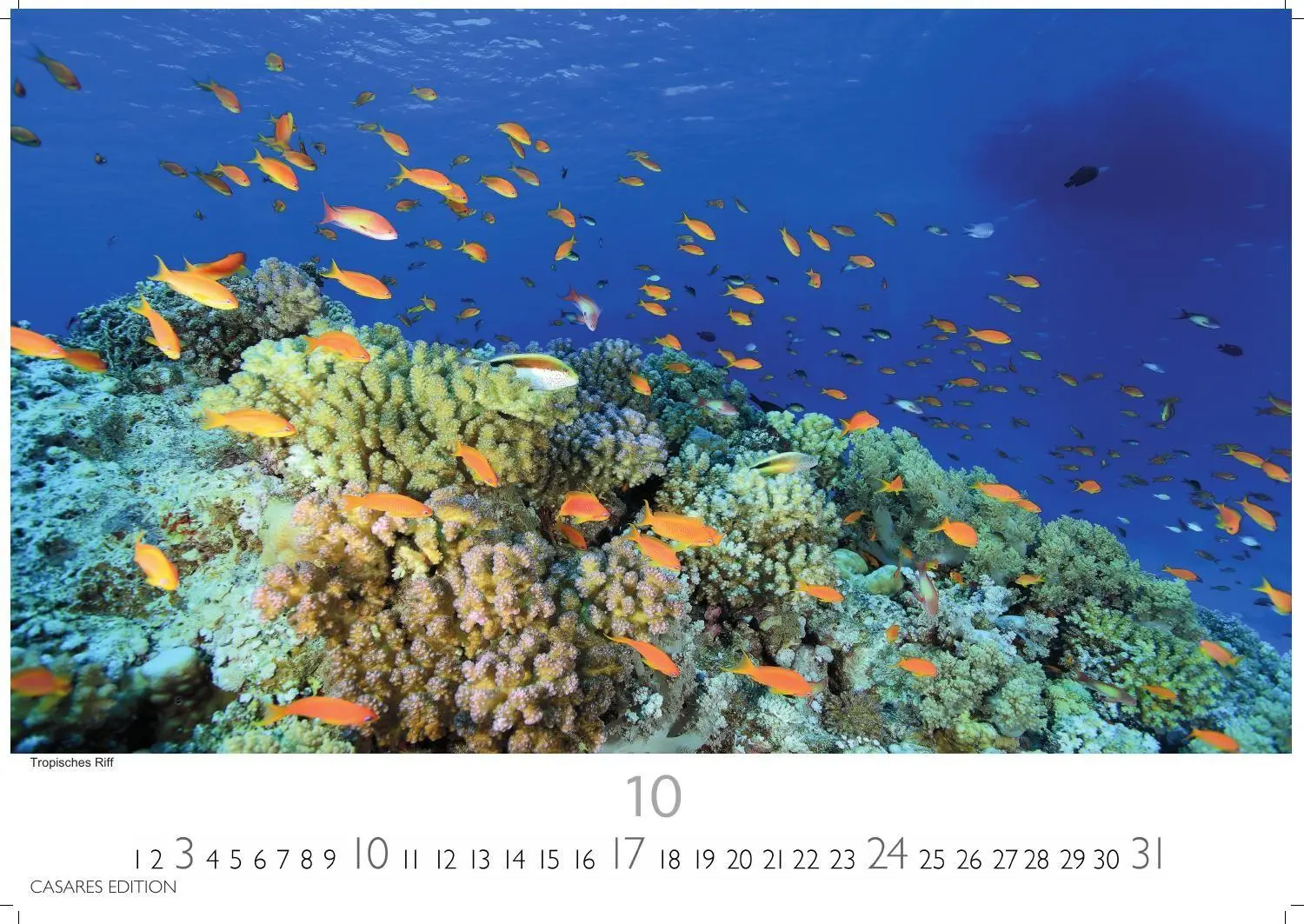 Bild: 9781835247686 | Unterwasserwelten Kalender 2027 - Wandkalender Fotokalender...