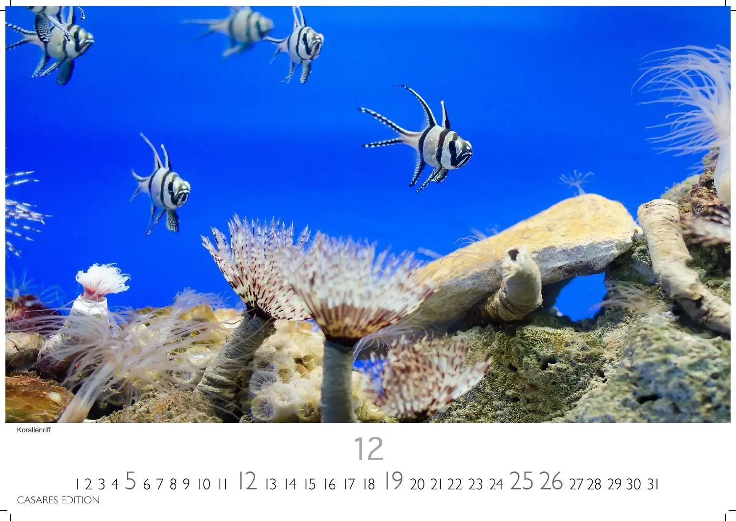 Bild: 9781835247686 | Unterwasserwelten Kalender 2027 - Wandkalender Fotokalender...