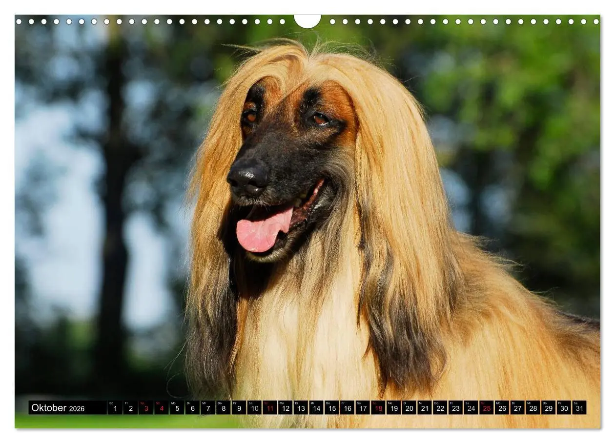 Bild: 9783516027686 | Kinder des Windes - Afghanischer Windhund (Wandkalender 2026 DIN A3...