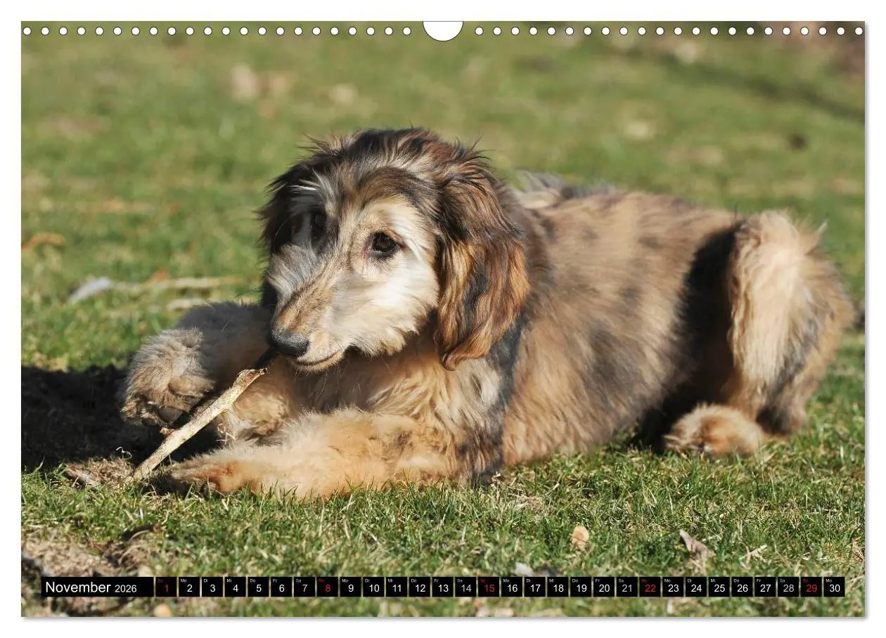 Bild: 9783516027686 | Kinder des Windes - Afghanischer Windhund (Wandkalender 2026 DIN A3...