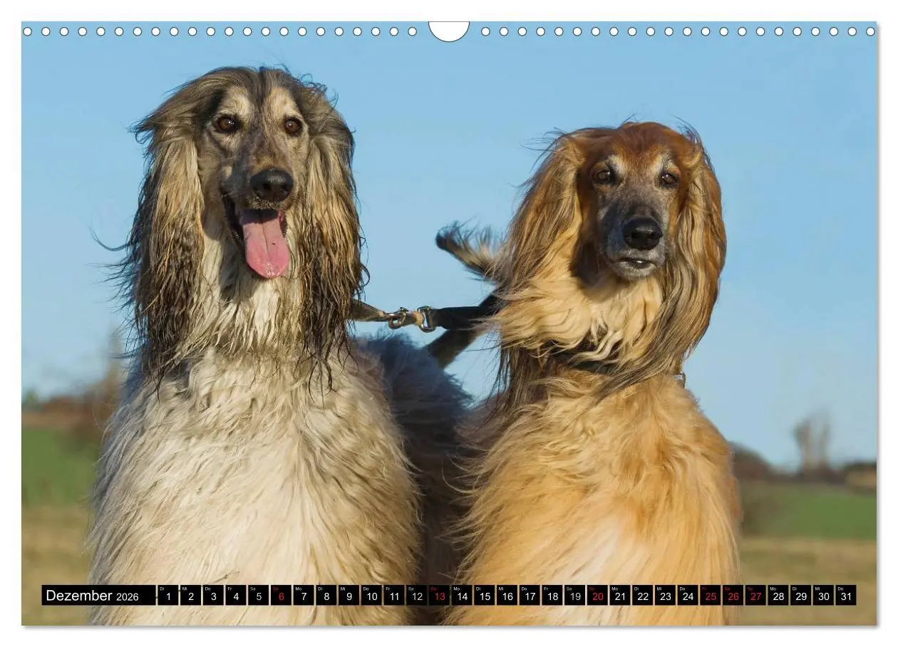Bild: 9783516027686 | Kinder des Windes - Afghanischer Windhund (Wandkalender 2026 DIN A3...