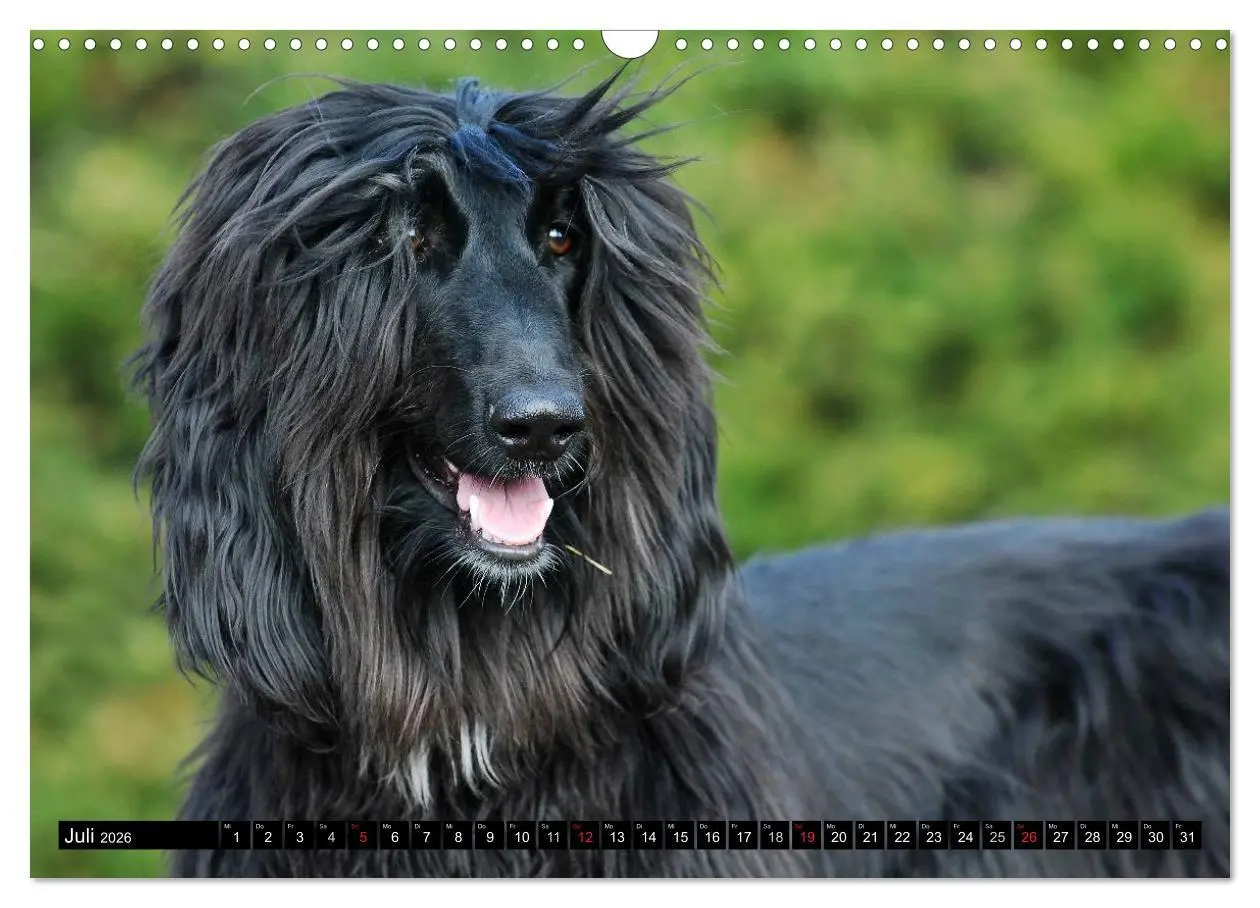 Bild: 9783516027686 | Kinder des Windes - Afghanischer Windhund (Wandkalender 2026 DIN A3...