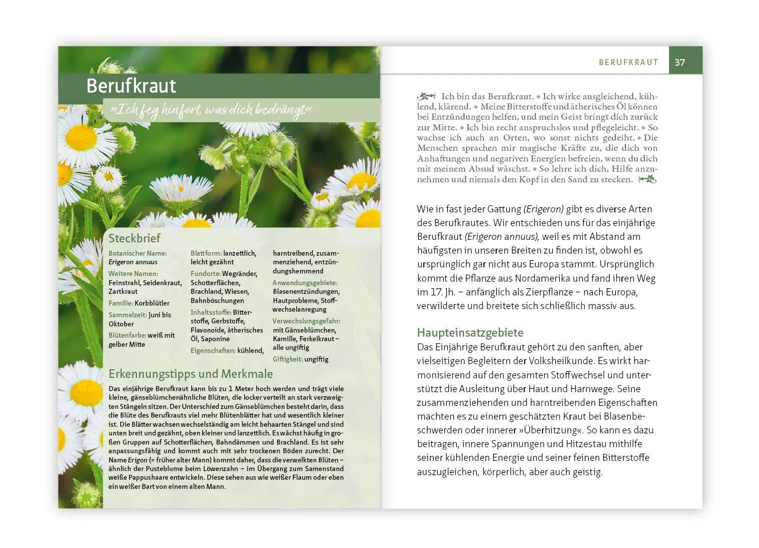 Bild: 9783863747886 | Essbare Heilkräuter und Wildpflanzen. Kompakt-Ratgeber | Kunisch