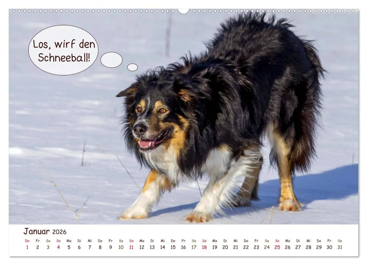 Bild: 9783457728086 | Frei Schnauze 2026. Was Hunde am liebsten sagen würden...