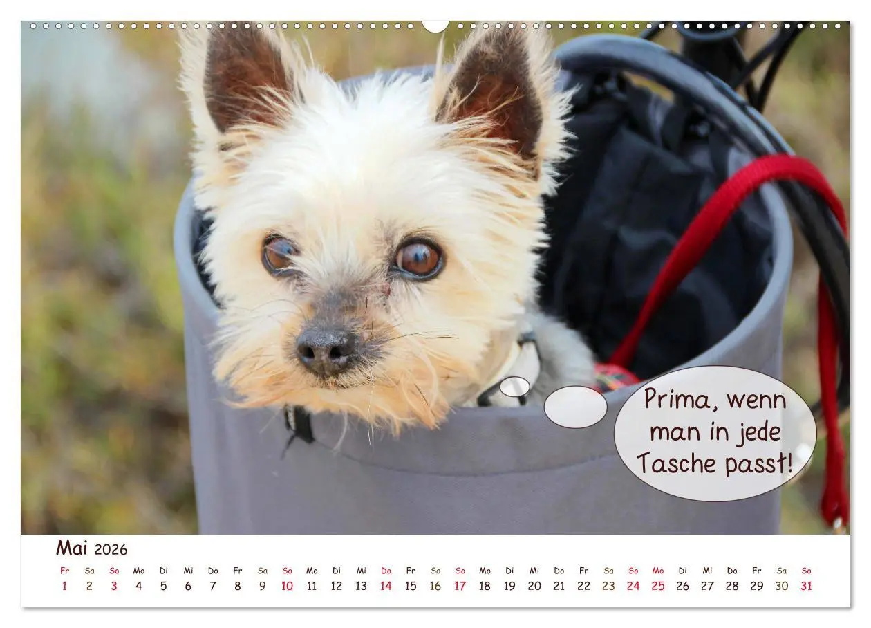 Bild: 9783457728086 | Frei Schnauze 2026. Was Hunde am liebsten sagen würden...