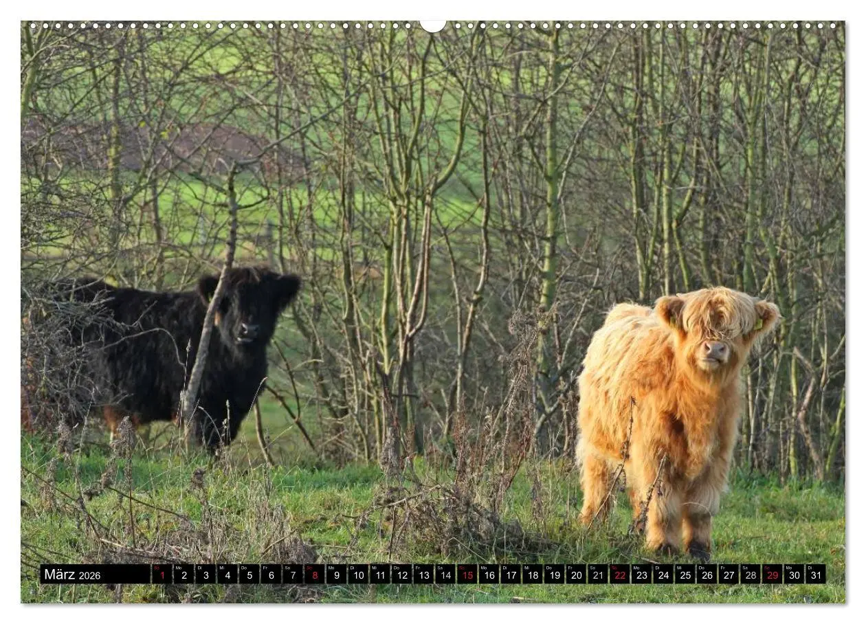 Bild: 9783457968086 | Das Schottische Hochlandrind (hochwertiger Premium Wandkalender...