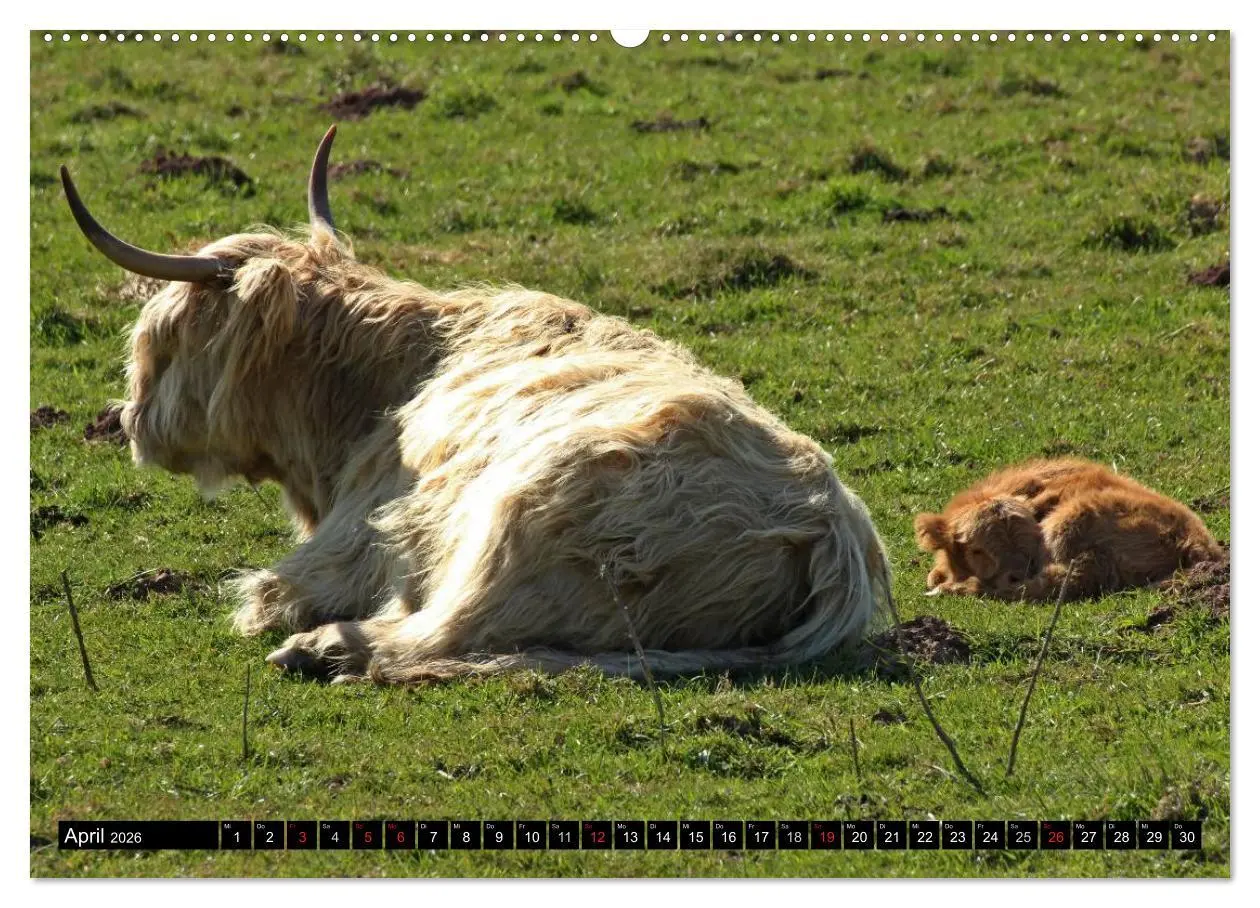 Bild: 9783457968086 | Das Schottische Hochlandrind (hochwertiger Premium Wandkalender...