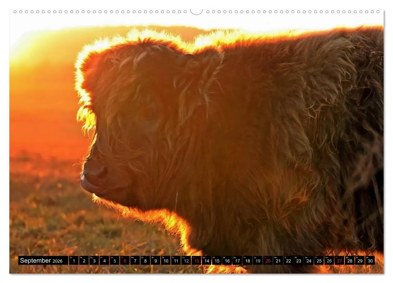 Bild: 9783457968086 | Das Schottische Hochlandrind (hochwertiger Premium Wandkalender...