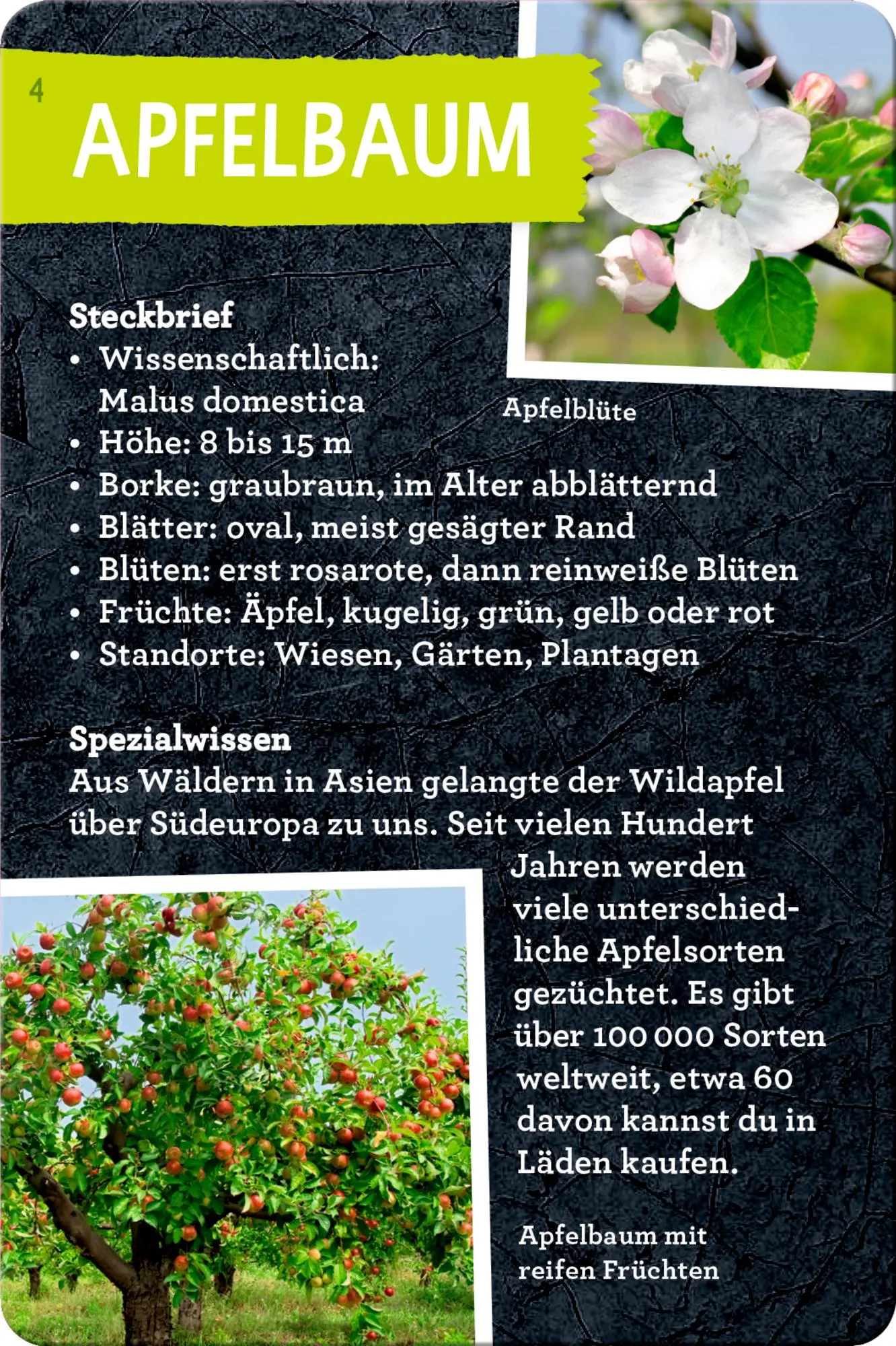 Bild: 9783649648086 | 50 Bäume kennen &amp; erleben | Stefanie Zysk | Taschenbuch | Nature Zoom