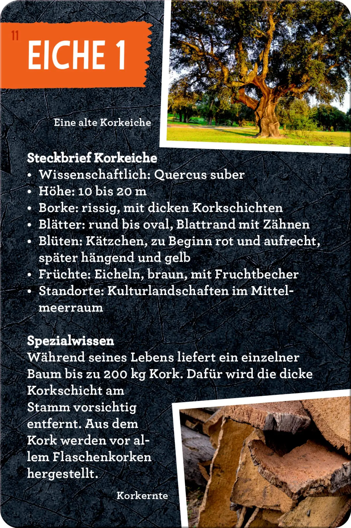 Bild: 9783649648086 | 50 Bäume kennen &amp; erleben | Stefanie Zysk | Taschenbuch | Nature Zoom