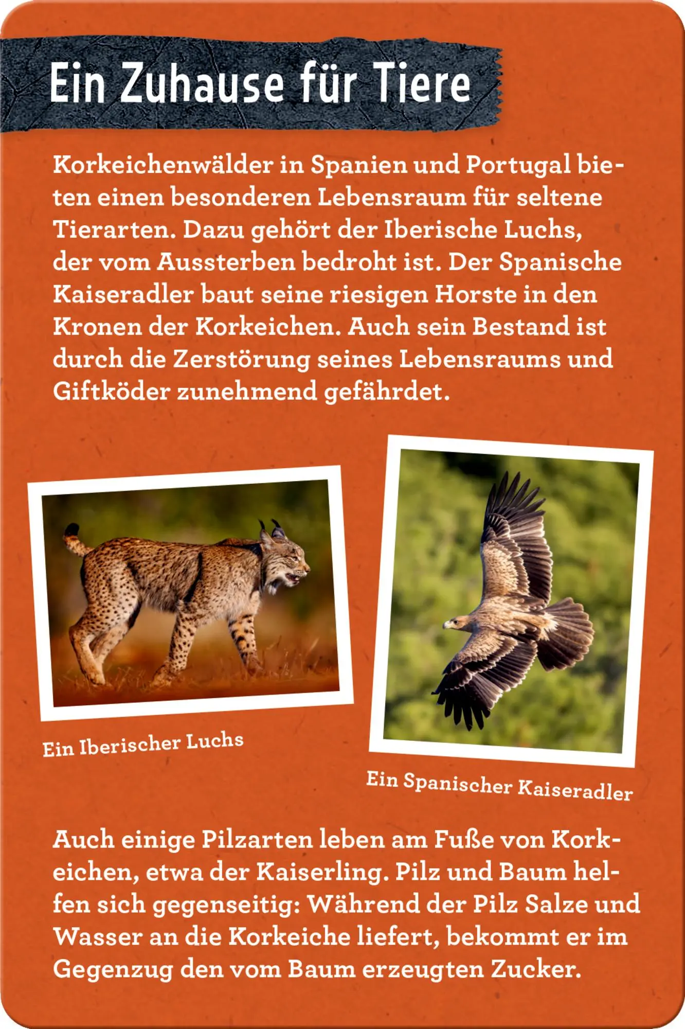 Bild: 9783649648086 | 50 Bäume kennen &amp; erleben | Stefanie Zysk | Taschenbuch | Nature Zoom