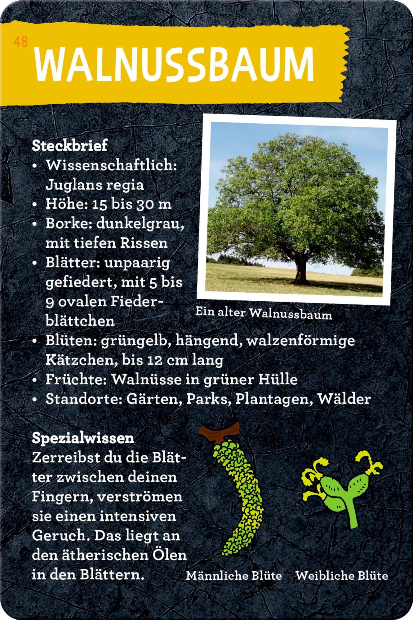 Bild: 9783649648086 | 50 Bäume kennen &amp; erleben | Stefanie Zysk | Taschenbuch | Nature Zoom