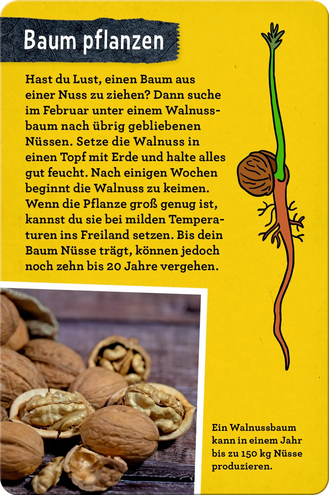 Bild: 9783649648086 | 50 Bäume kennen &amp; erleben | Stefanie Zysk | Taschenbuch | Nature Zoom