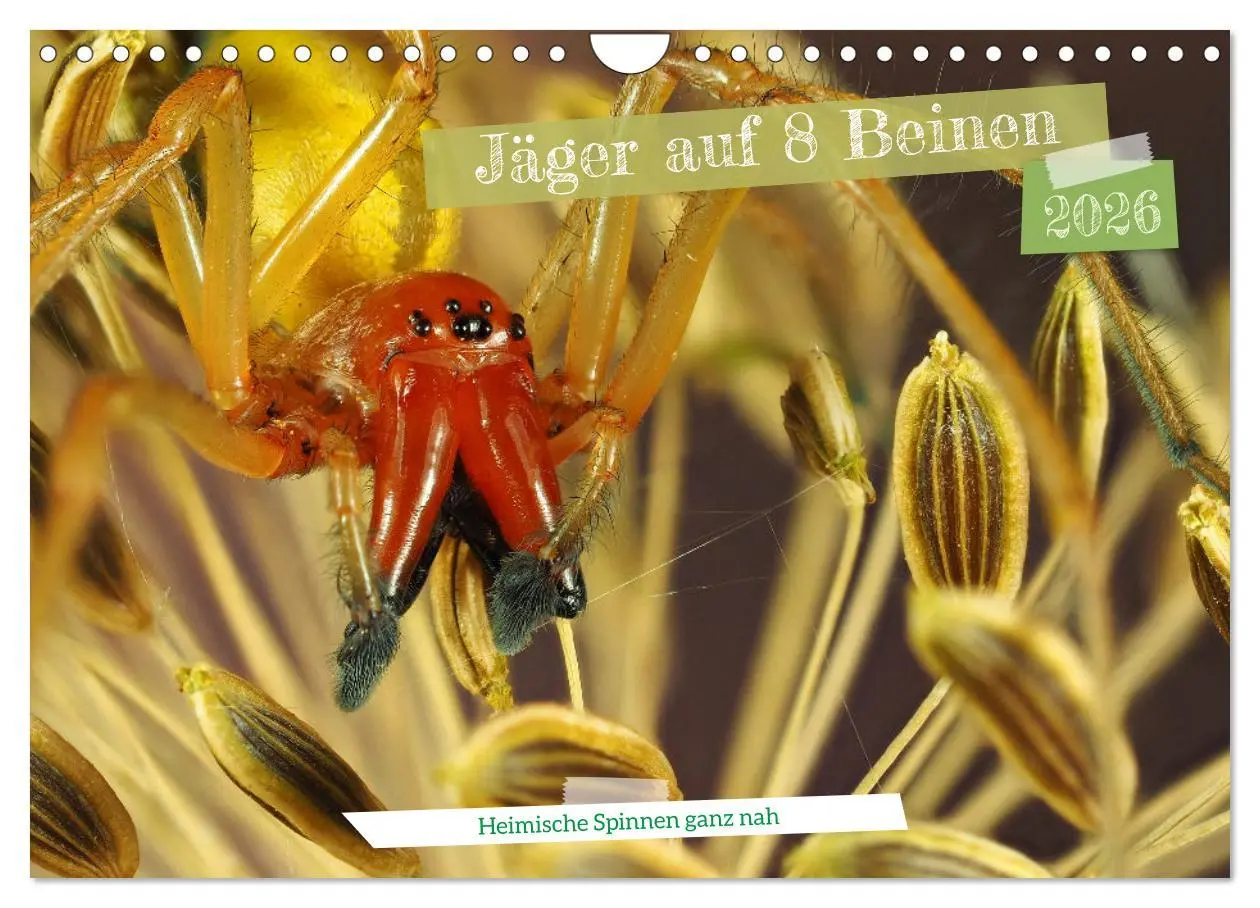 Cover: 9783457558386 | Jäger auf acht Beinen (Wandkalender 2026 DIN A4 quer), CALVENDO...