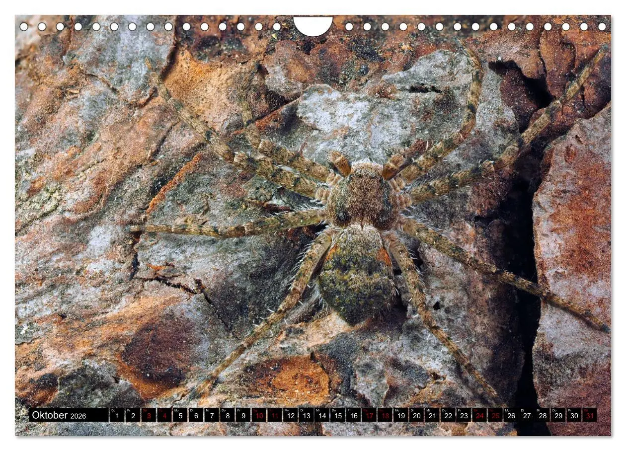 Bild: 9783457558386 | Jäger auf acht Beinen (Wandkalender 2026 DIN A4 quer), CALVENDO...