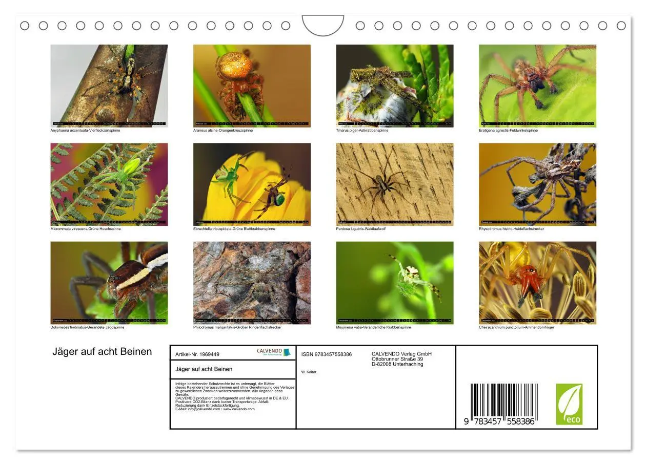 Bild: 9783457558386 | Jäger auf acht Beinen (Wandkalender 2026 DIN A4 quer), CALVENDO...
