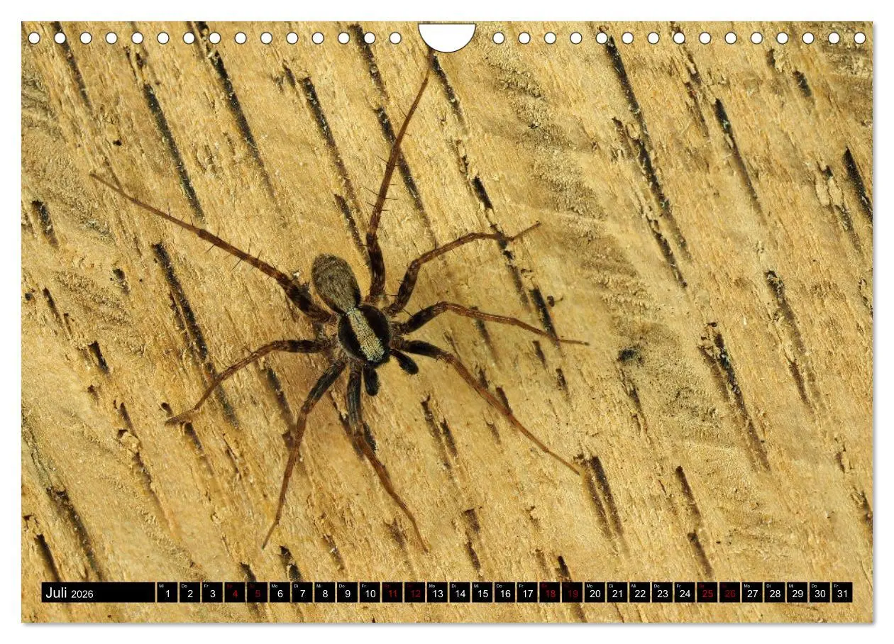 Bild: 9783457558386 | Jäger auf acht Beinen (Wandkalender 2026 DIN A4 quer), CALVENDO...
