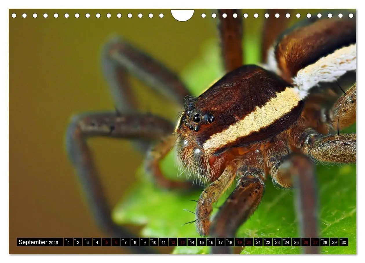 Bild: 9783457558386 | Jäger auf acht Beinen (Wandkalender 2026 DIN A4 quer), CALVENDO...