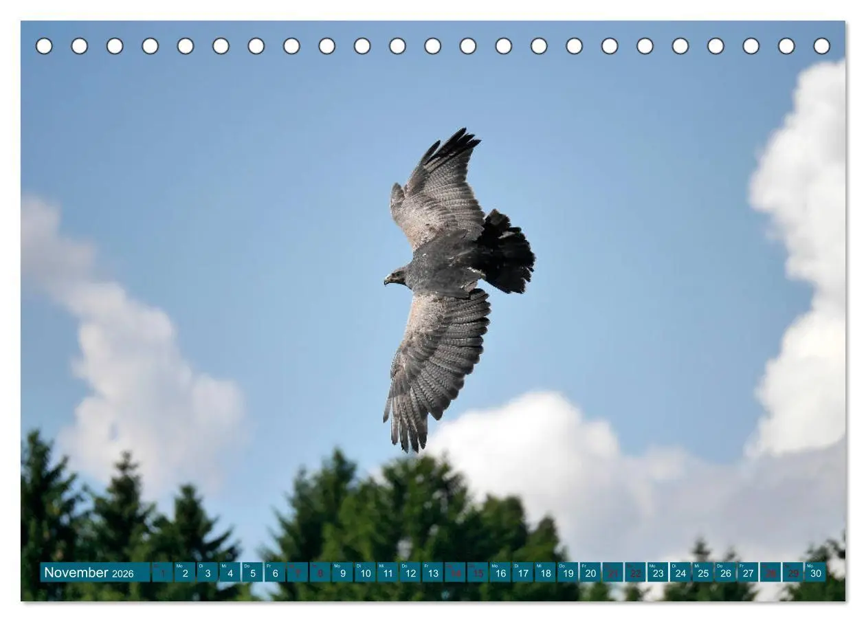 Bild: 9783457938386 | Weltvogelpark Walsrode - Die Vielfalt der Vogelarten (Tischkalender...