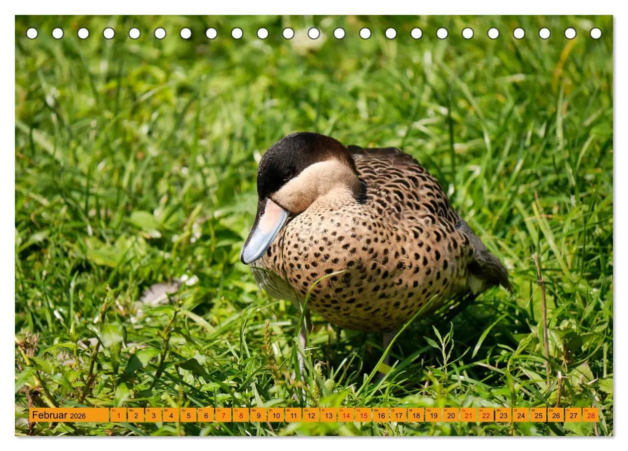 Bild: 9783457938386 | Weltvogelpark Walsrode - Die Vielfalt der Vogelarten (Tischkalender...