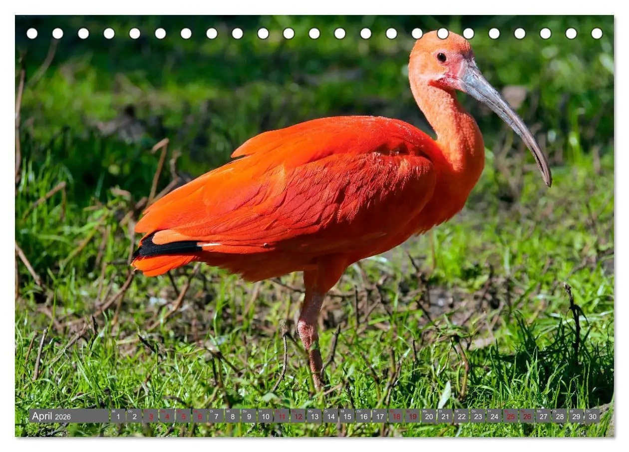 Bild: 9783457938386 | Weltvogelpark Walsrode - Die Vielfalt der Vogelarten (Tischkalender...