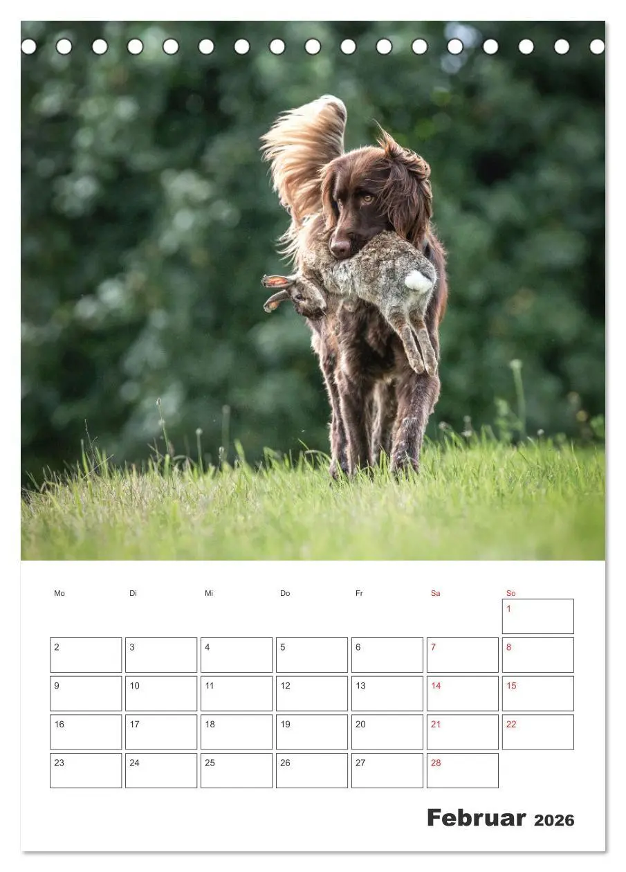 Bild: 9783516258486 | Geboren um zu Jagen. Der kleine Münsterländer (Tischkalender 2026...