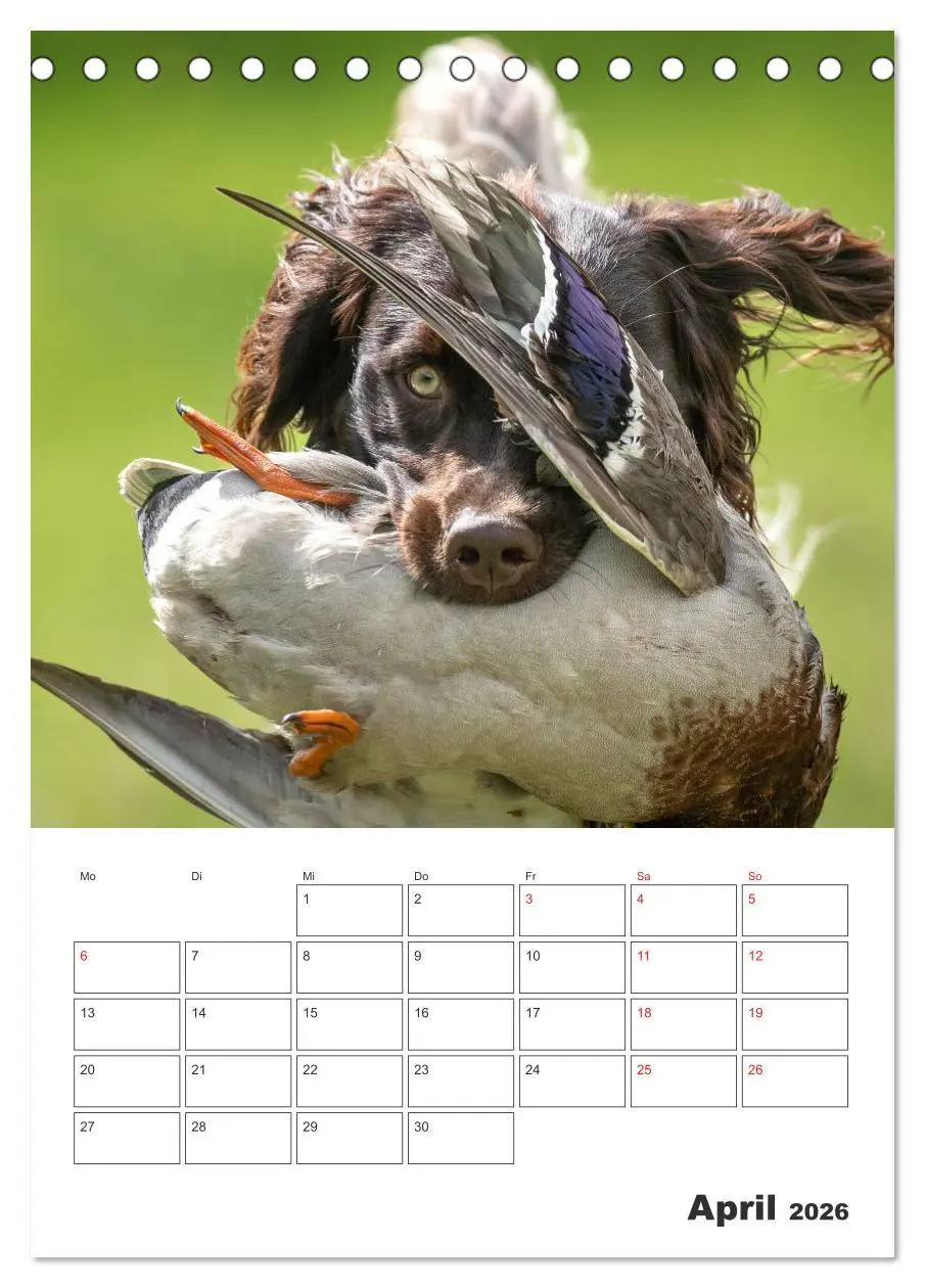 Bild: 9783516258486 | Geboren um zu Jagen. Der kleine Münsterländer (Tischkalender 2026...
