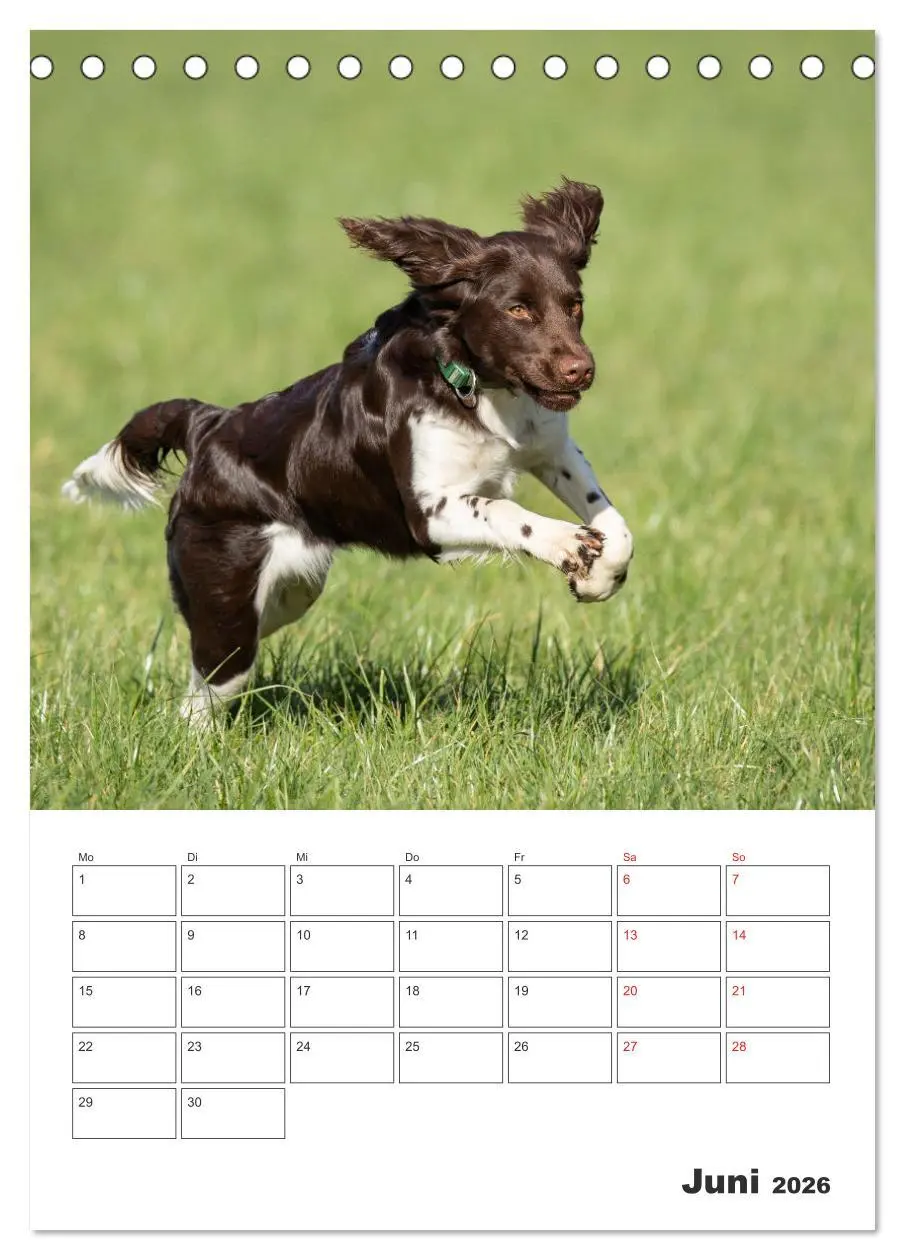 Bild: 9783516258486 | Geboren um zu Jagen. Der kleine Münsterländer (Tischkalender 2026...