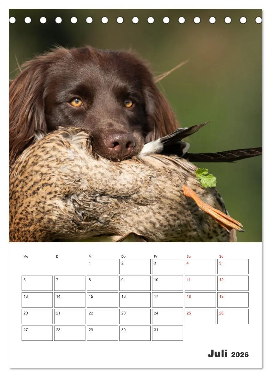Bild: 9783516258486 | Geboren um zu Jagen. Der kleine Münsterländer (Tischkalender 2026...