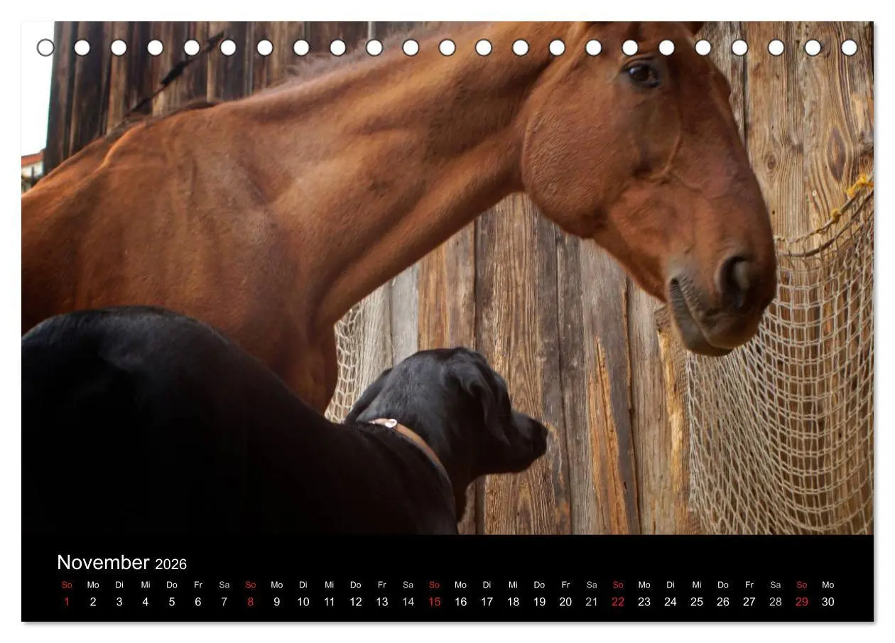 Bild: 9783516098686 | Der schwarze Hund und seine Freunde (Tischkalender 2026 DIN A5...