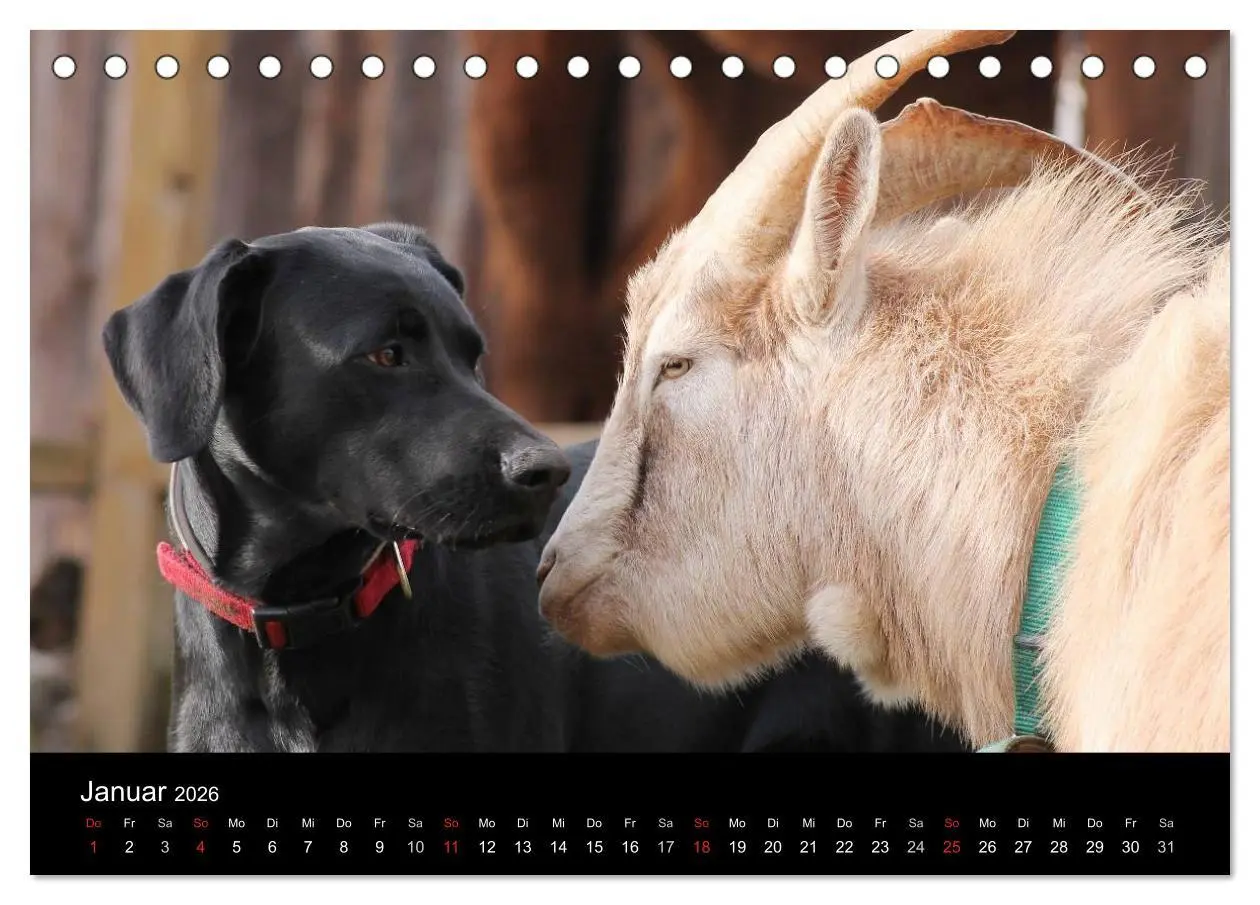 Bild: 9783516098686 | Der schwarze Hund und seine Freunde (Tischkalender 2026 DIN A5...