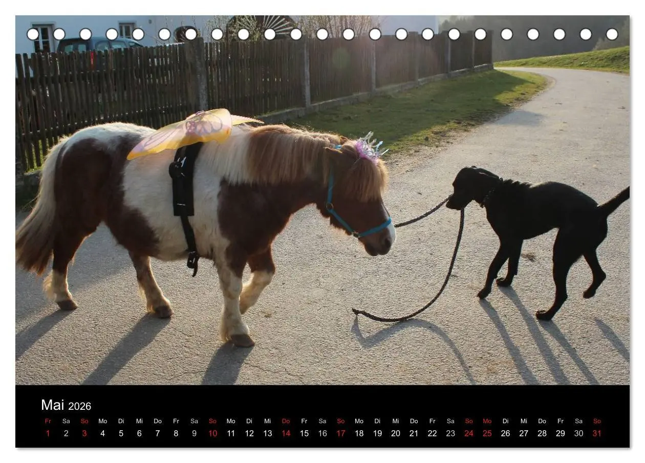 Bild: 9783516098686 | Der schwarze Hund und seine Freunde (Tischkalender 2026 DIN A5...