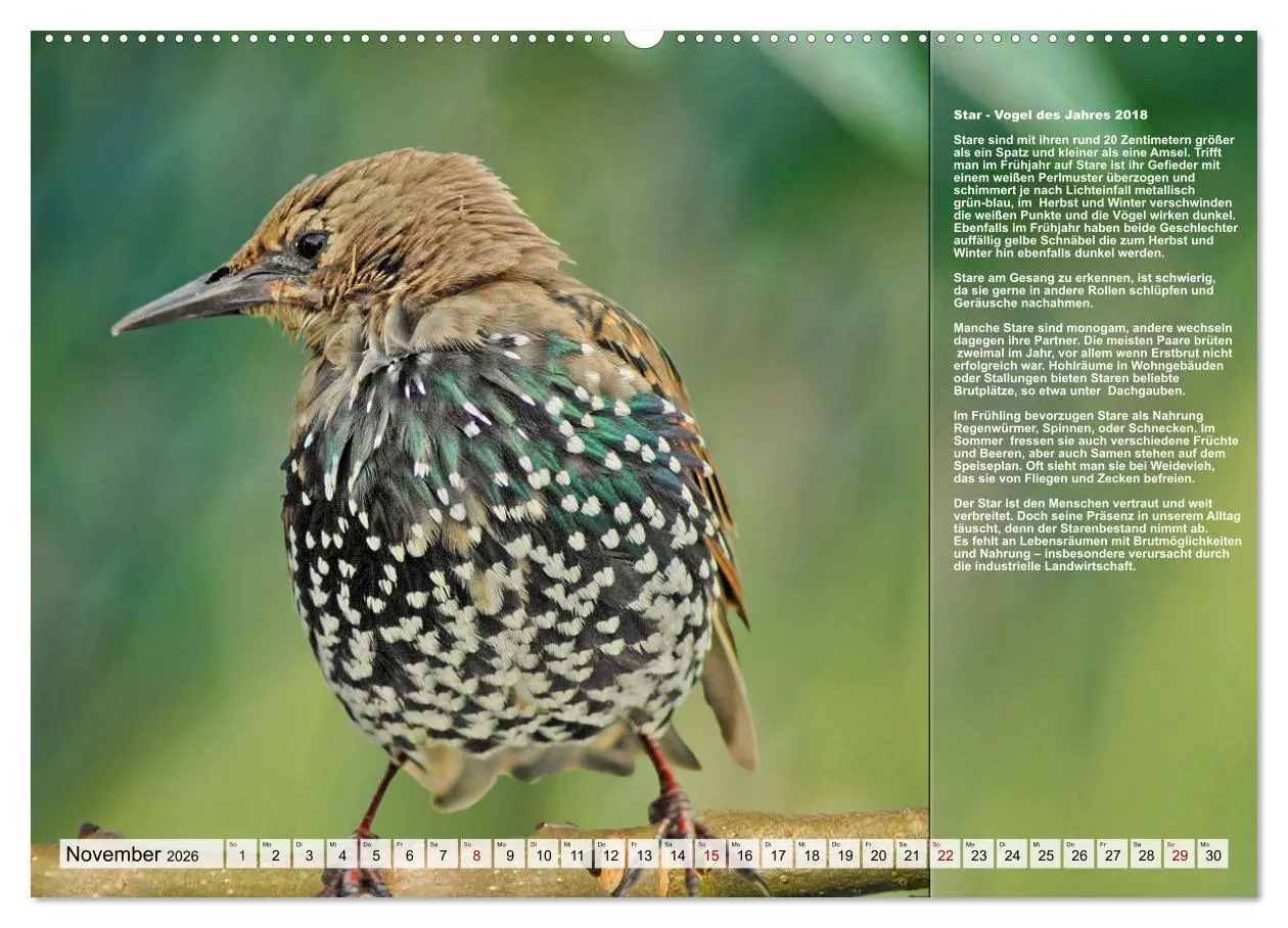 Bild: 9783457518786 | Heimische Vögel des Jahres (hochwertiger Premium Wandkalender 2026...