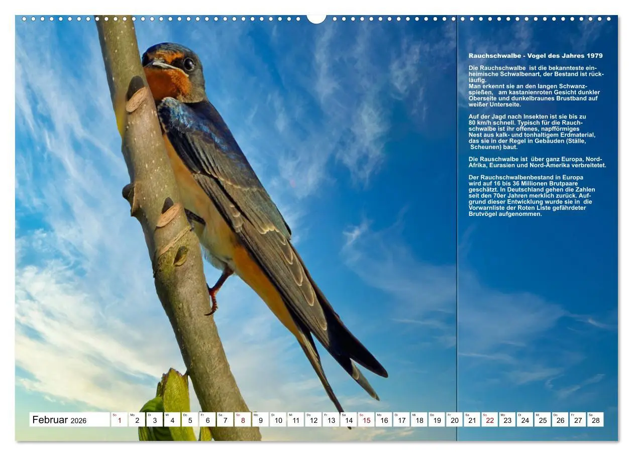 Bild: 9783457518786 | Heimische Vögel des Jahres (hochwertiger Premium Wandkalender 2026...