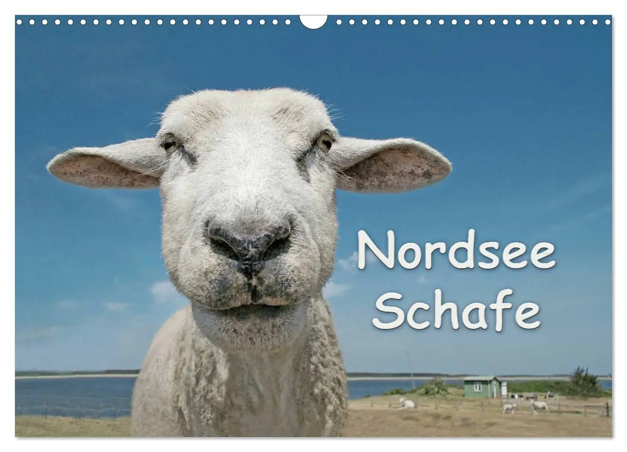 Cover: 9783516088786 | Nordsee Schafe (Wandkalender 2026 DIN A3 quer), CALVENDO...