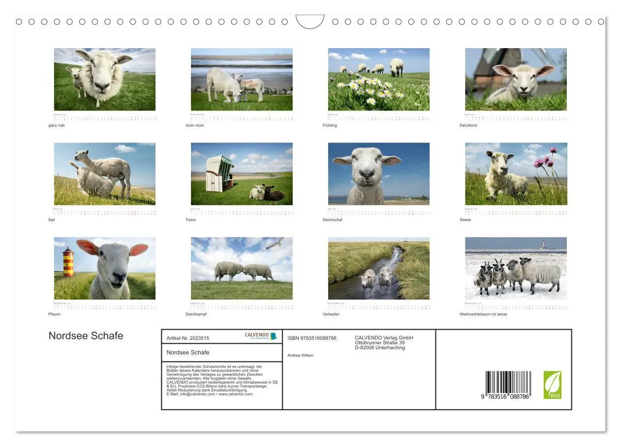 Bild: 9783516088786 | Nordsee Schafe (Wandkalender 2026 DIN A3 quer), CALVENDO...